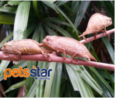 Bearded Pygmy Chameleon Info Bearded Pygmy Chameleon Info